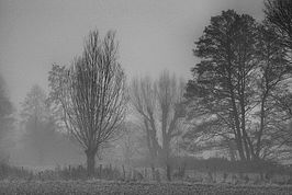 Bernhard Saalfeld - Feld im Nebel